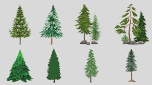 How these types of coniferous trees are special?