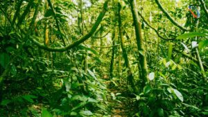 Interesting Facts about Amazon Rainforest
