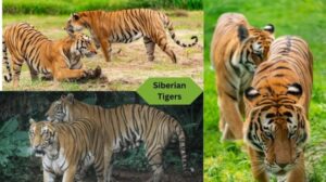 What are Siberian Tigers? And Top 10 facts
